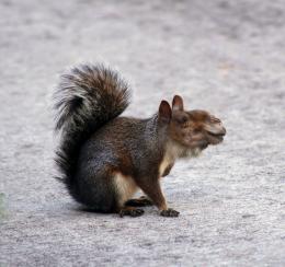 camelsquirrel